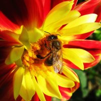 За работой :: Людмила Смородинская За работой :: Людмила Смородинская