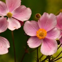 Доброе утро :: Юрий. Шмаков