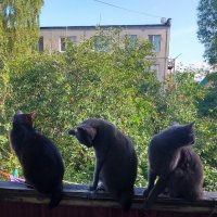 теневой дозор... :: Галина Флора