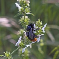 Шмель :: Светлана Ищенко