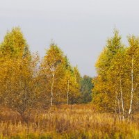 ОСЕННИЙ ПЕЙЗАЖ БЕРЕЗ С ЖЕЛТОЙ ЛИСТВОЙ :: Валентина ОСЕННИЙ ПЕЙЗАЖ БЕРЕЗ С ЖЕЛТОЙ ЛИСТВОЙ :: Валентина