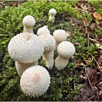 Дождевики. :: Валерия Комова