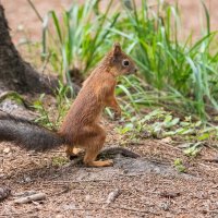 Белочка в стойке. :: Виктор Евстратов