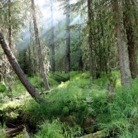 Таёжные зарисовки :: Галина Ильясова