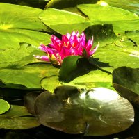 Алая лилия :: Валентин Семчишин