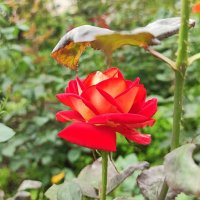 ,,, :: Сергей Тимоновский