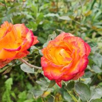 ,,, :: Сергей Тимоновский