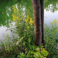 Сентябрьские зарисовки :: Рита Симонова Сентябрьские зарисовки :: Рита Симонова