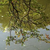 Сентябрьские зарисовки :: Рита Симонова