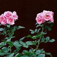 Сентябрьские :: Светлана Сентябрьские :: Светлана