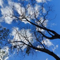 крона из облаков :: Артём 