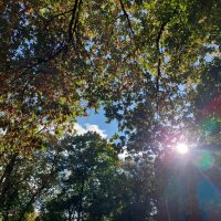 блики осени :: Артём блики осени :: Артём