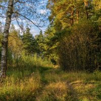 Осень она не спросит 4 :: Андрей Дворников