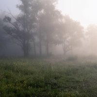 Утренний туман :: Марина Фомина.