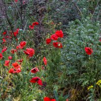 Мокрые маки :: Светлана Ищенко Мокрые маки :: Светлана Ищенко