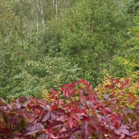 Дикий виноград :: Freddy 97