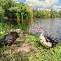 Пруд Утятник :: Игорь Сарапулов