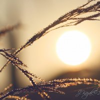 *** :: Елена Kазак (selena1965)