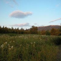 Таволга цветет :: Наталья Лунева 