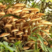 Дружная семейка :: Вячеслав Минаев