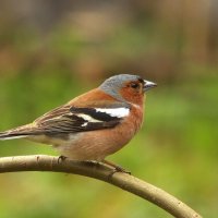 ... :: Вячеслав Минаев ... :: Вячеслав Минаев