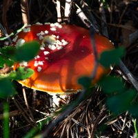 Мухомор :: Марина Никулина