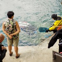 Аквалангисты на Голубом озере... :: Константин Штарк