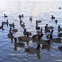 Лысухи :: Сапсан 