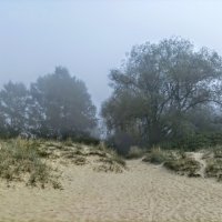 Туманный день :: Veera V