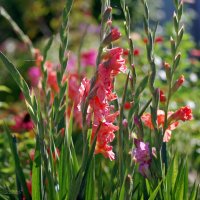 Мои любимые гладиолусы :: Ирина Баскакова