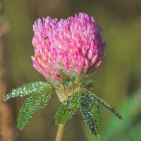 *** :: Виктор Иванович Чернюк