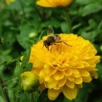 Тёплый день в сентябре :: Валентина Богатко 
