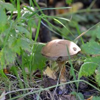 Завершающий сезон ) :: Татьяна Лютаева Завершающий сезон ) :: Татьяна Лютаева