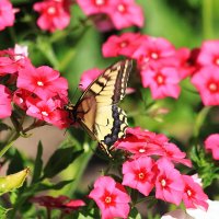 Бабочка Махаон :: Александр Щеклеин