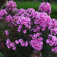 Красота флоксов :: Людмила Смородинская