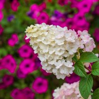 Гортензия :: Петр 