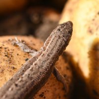 Картофельный дракон :: Сергей Шаврин