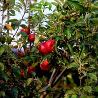 Адыгея, яблоки. :: Evgeny Mameev