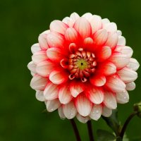 Утренний георгин :: Юрий. Шмаков