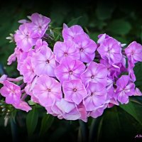 О палисадниках ушедшего лета... :: Андрей Заломленков