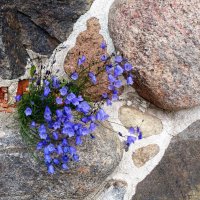 Соловецкие камни :: Наталья 