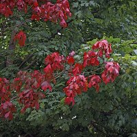 И такое бывает :: Владимир Кроливец