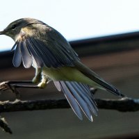 Пеночка. :: Владимир Безбородов Пеночка. :: Владимир Безбородов