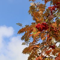 Костёр рябины красной... :: Ольга 