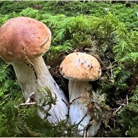 Белые. :: Валерия Комова