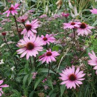 Эхинацея пурпурная :: Рита Симонова