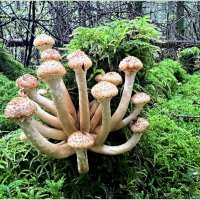 Опята. :: Валерия Комова