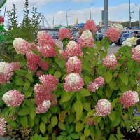 Прогулка по Москве. Гортензии. :: Ольга Довженко
