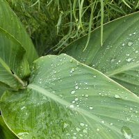 Капельки воды :: Giant Tao /