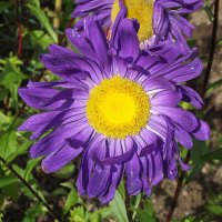 Астра :: Freddy 97